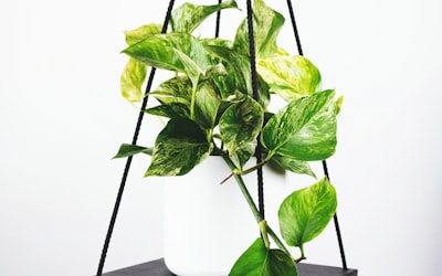 欧冠联赛足球飞向球门的动态瞬间抓拍